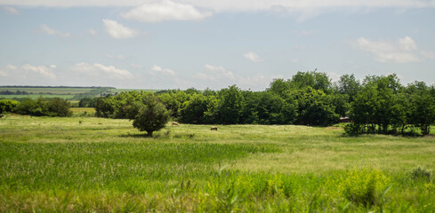 Fototapeta premium landscape of a field