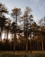 Tall Trees in Golden Light