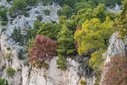Osejava, Makarska
