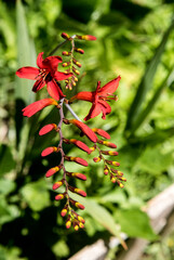montbretia or red crocosmia lucifer at garden on blurred background