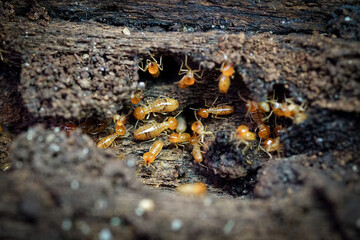 Group of the small termite, Termites are social creatures that damage people's wooden houses because they eat wood,	
