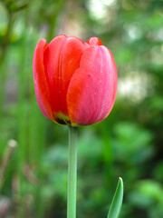bright red tulip blooms in spring on a flower bed in the garden