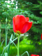 Obraz premium bright red tulip blooms in spring on a flower bed in the garden