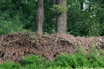 Zwei Baumstämme vor einem grünen Wald