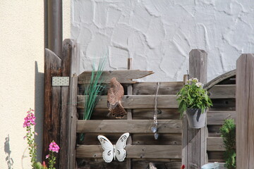 a kestrel in the garden