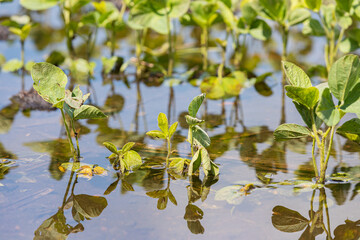 Soybean plants in flooded farm field. Concept of field flooding, crop damage, and crop insurance.