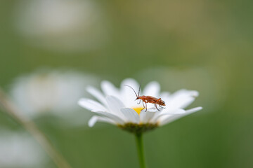 Insect on daisy flower