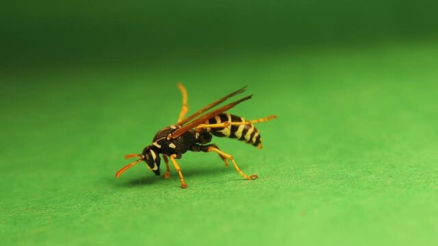 European paper wasp ( Polistes dominula ) on a green background.
Yellow wasp cleaning itself.
Insect isolated in the studio.
Social insects.
Bugs, bug.
Animals, animal.
Wildlife, wild nature
