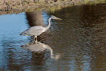 Grey Heron in its natural environment.