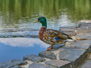 Duck by a pond in a city park