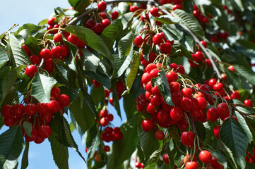 Sour cherries hanging from a cherry tree branch