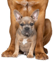 Studio shot of an adorable French bulldog puppy sitting  between the legs of a large bordeaux dog on isolated white background