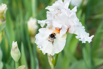 hummel bestäubt lilie blume blühen weiß schwertlilie close up bart-iris © R. S.