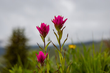 Colorado Mountain Flower © Glevity