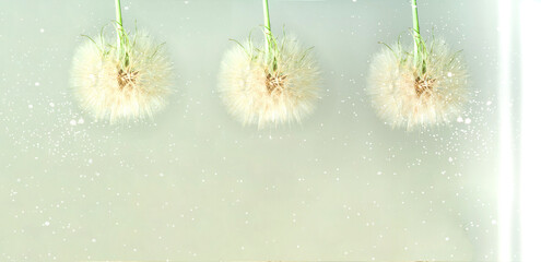 Creative concept with white dandelion inflorescences and shadow. Concept for festive background or for project. Close-up