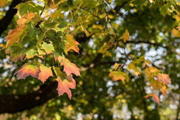 Fototapeta premium Mestsky park Košice, autumn