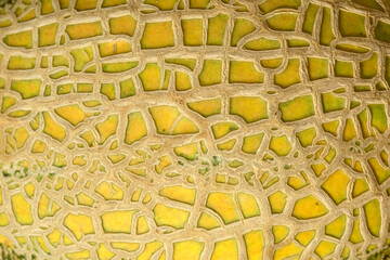 Melon skin texture close up. Summer background