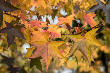 Mestsky park Košice, autumn