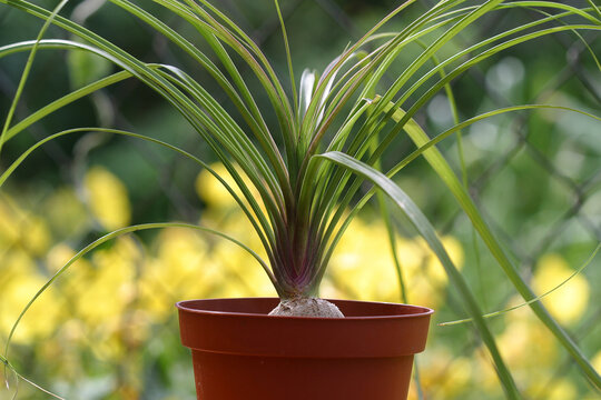 Nolina or Pony-tail palm. Indoor plants outdoors outside
