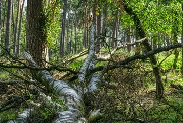 Fototapeten Gefällte Bäume im Diersfordter Wald © hespasoft