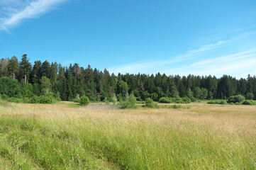 sommer. sonne, blumemwiese. mit blauem himmel und wolken...