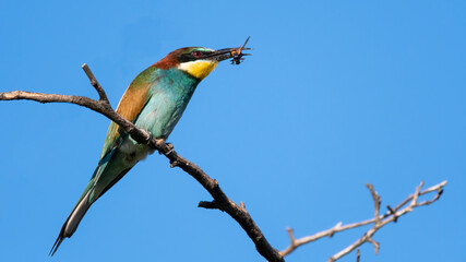 bird, natur, wild lebende tiere, bienenfresser, tier, bees, bunt, eater,