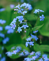 Forget-me-not flowers close - up view