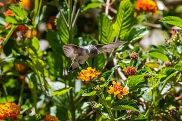  Costa's Hummingbird (Calypte costae) Feeding on Lantana Blooms