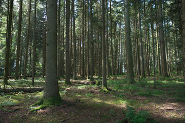 im schwarzwald mit licht und schatten