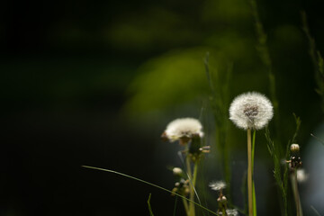 There are many flowering dandelions in the green meadow, some of which have a number of white fluff