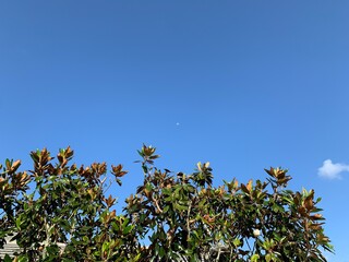 Moon and magnolias in the southern sky