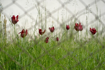 Fototapeta premium dark red tulips bloom in the green grass behind the fence