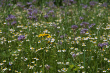 sommer, sonne, blumenwiese
