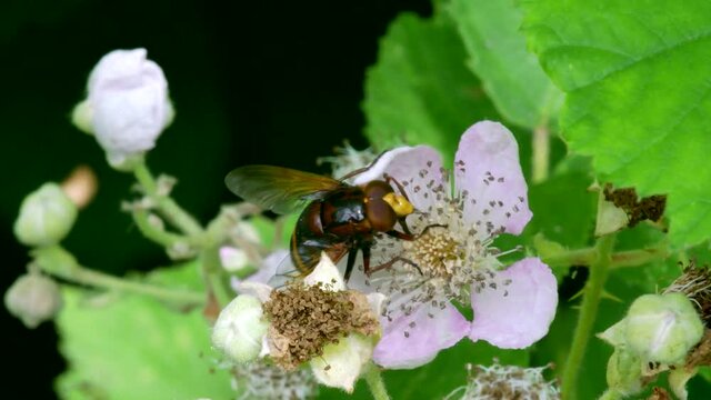 Hornet Hoverfly, Volucella zonaria on the flowers of blackberry