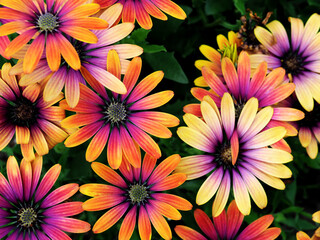  osteospermum