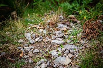 green moss on the ground