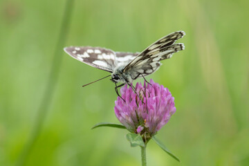 Marbled white butterfly (Melanargia galathea) sucks nectar on a pink clover blossom.