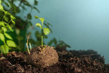 Guerrilla gardening. Plants sprouting from a seedball. Seed Bombs on blue background. Copy space