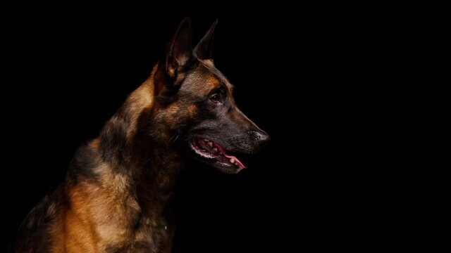 Shorthair brown malinois bard dog catching yellow ball on black background. Side view of trained Belgian shepherd puppy performing a command. Domestic animal training in studio, purebred gun dog.