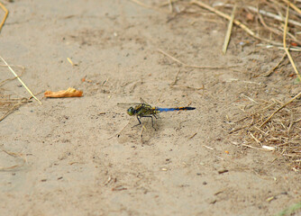 beautiful graceful multi-colored dragonfly