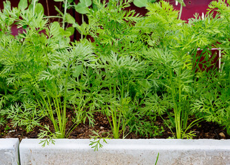 Carrots grow in the garden.
This is a healthy, low-calorie vegetable that contains a large amount of vitamins and minerals.