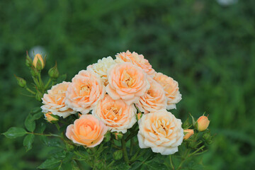 bright beautiful summer flowers in the botanical garden