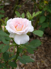 Pink rose in the garden