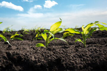 Young corn sprouts grow in rows in the field against the blue sky. Selective focus. Agricultural crops in the open field.