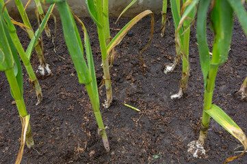 Garlic grows in the garden.
 Garlic is considered one of the most miraculous natural medicines. It is recommended to eat it raw and season other dishes.