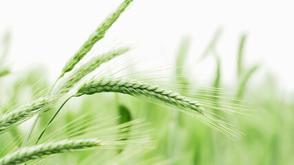 Macro close up of fresh young ears of young green wheat in spring summer field. Free space for text. Agriculture scene