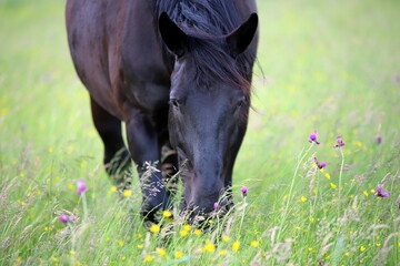 piękny kary koń pasący się na zielonej kwiecistej łące