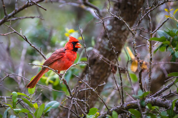 northern cardinal in a tree