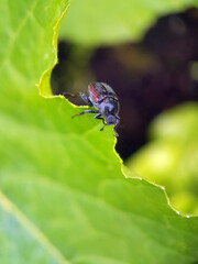 beetle black red leaf macro
