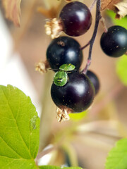 true bugs berries green currant